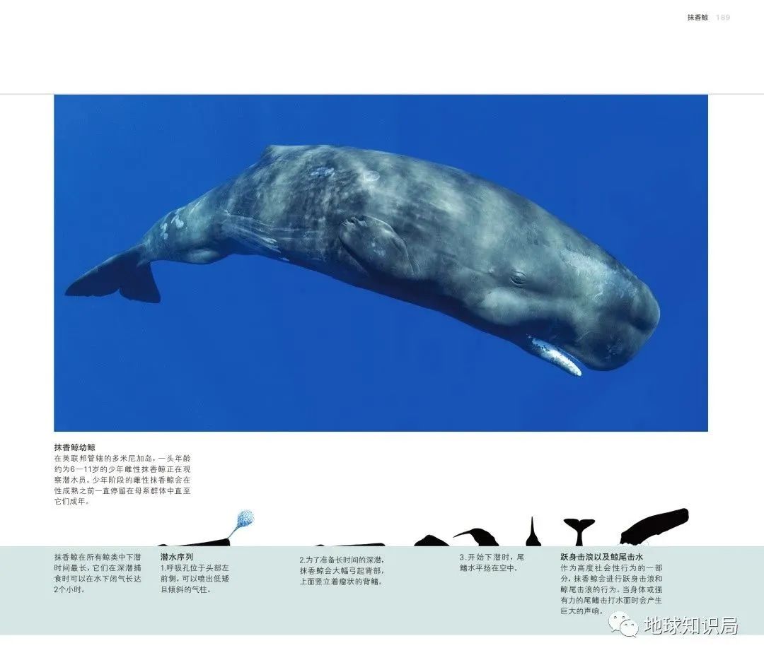 图片素材 : 水, 性质, 座头鲸, 脊椎动物, 海洋哺乳动物, 海洋生物学, 鲸鱼海豚和海豚, 灰鲸 4608x3072 ...