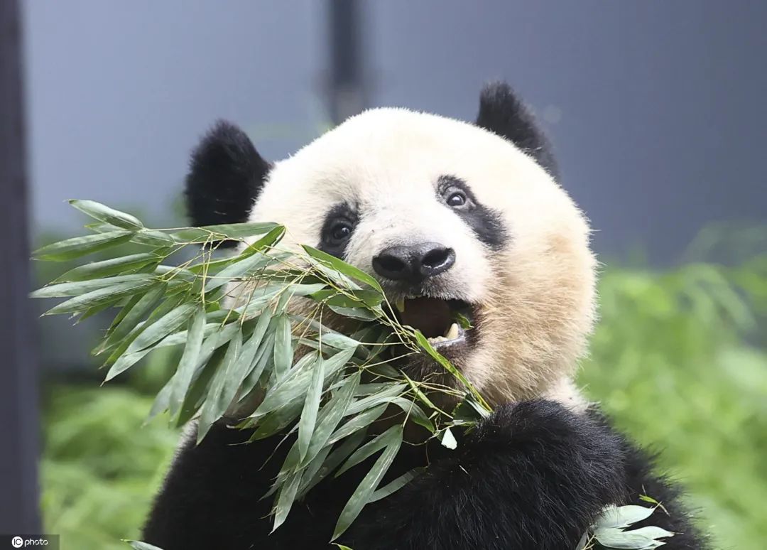 旅法大熊猫幼仔“圆梦”即将于7月25日回国 - 封面新闻