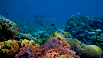 辩证法：气候变暖恶化珊瑚礁生态，但气候动态提高其复原力和物种丰度