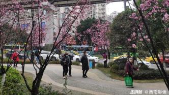 重庆九龙坡：春回大地万物复苏，街头红梅花开竞相绽放