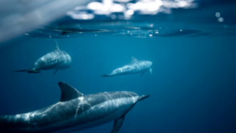 深海采矿似乎即将开始，该如何避免对鲸类和底栖生态系统的潜在影响