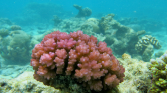 面对温和的热浪，珊瑚通过改变其宿主共生藻类群落以提高耐热性