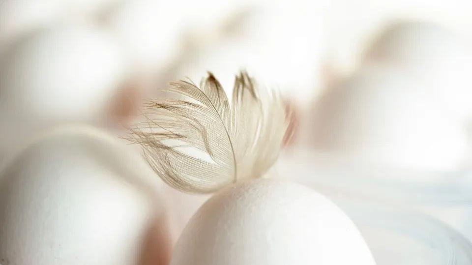 一天最多吃一个鸡蛋，真的是因为“吃多了不吸收”吗？