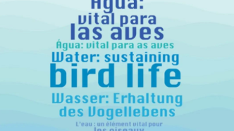 水：维持鸟类生命 | 2023年世界候鸟日官方口号发布！