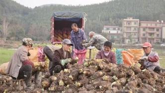 湖南永州蓝山县：小香芋 大产业