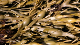 岩藻床收割后恢复过程中，其生物量恢复速度快于生物高度