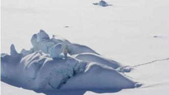 格陵兰东南部新记录的北极熊种群揭示了该物种在北极变暖的未来