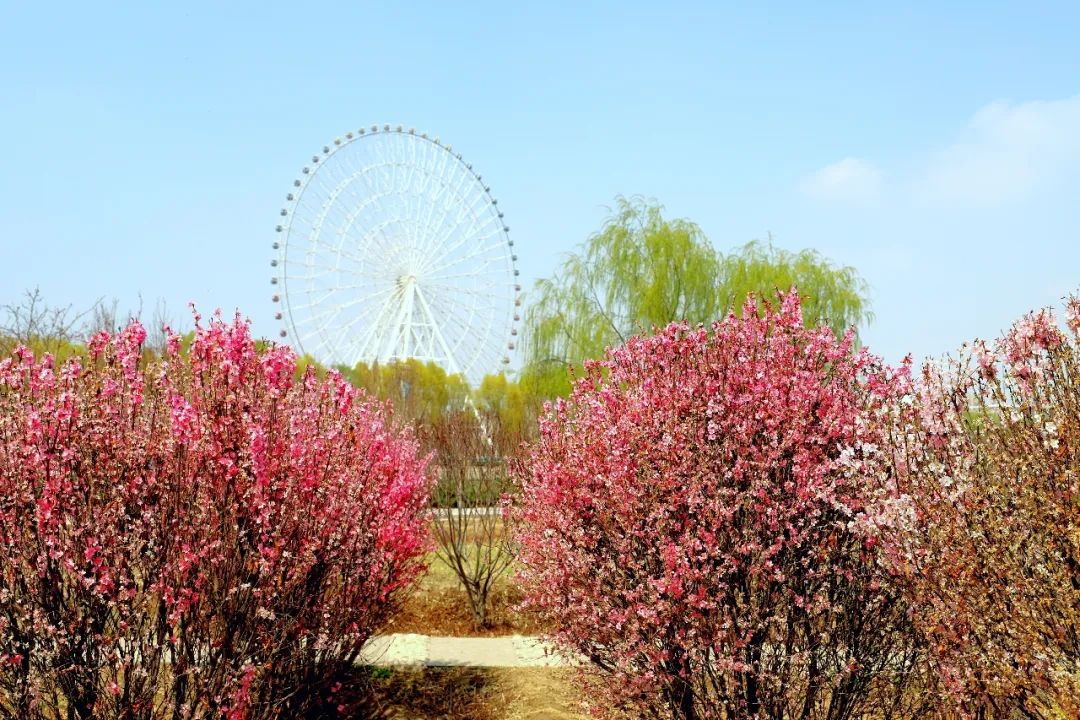 春日画卷已缓缓展开,放眼望去凉州大地,春意盎然,绿波涌动,凉州植物园