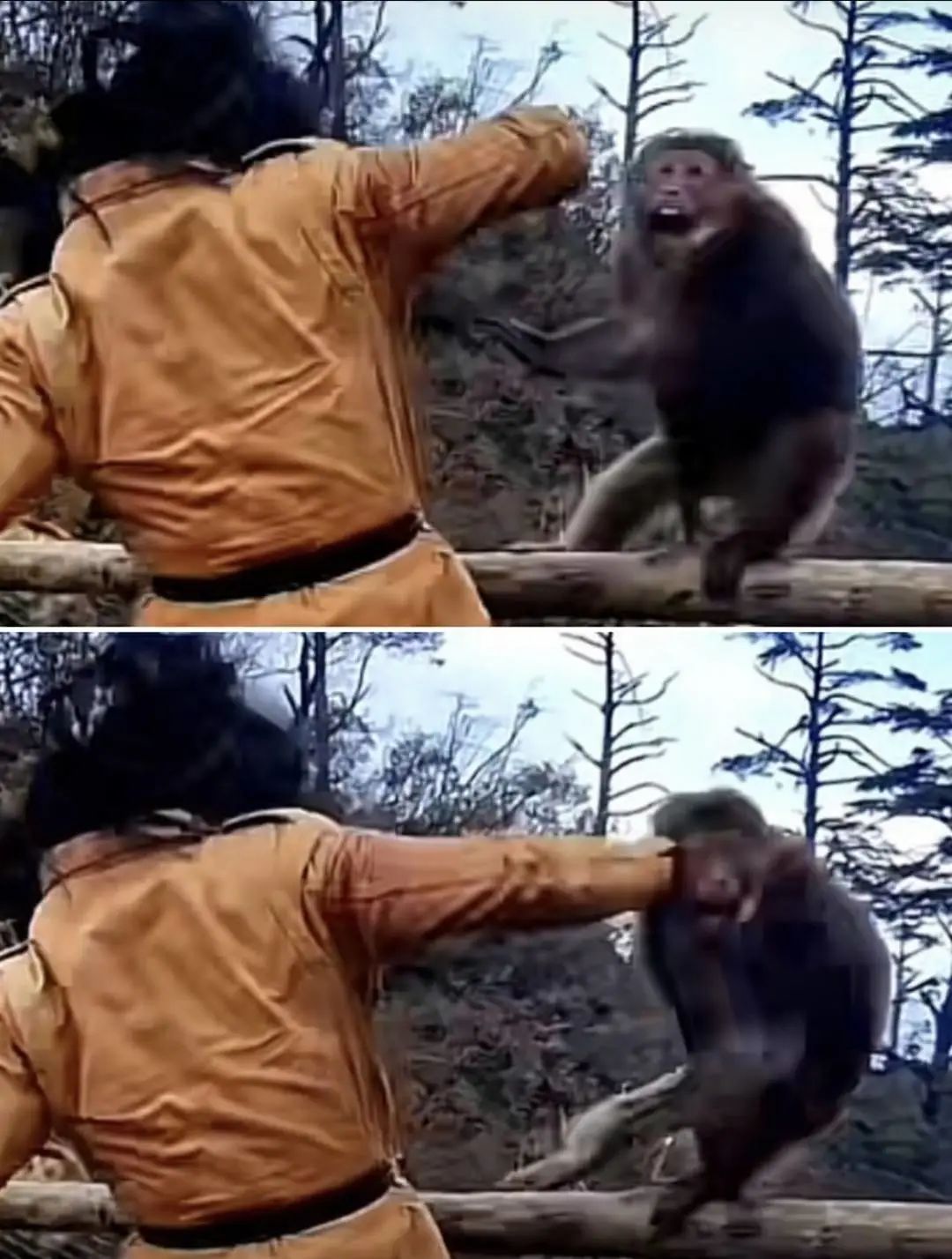 峨眉山猴子打劫游客-中关村在线摄影论坛