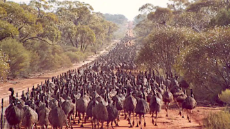 从大洋洲澳大利亚到非洲，围栏正在阻止地球上伟大的动物迁徙