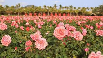 2023三亚国际玫瑰文化节将于4月9日至13日举办