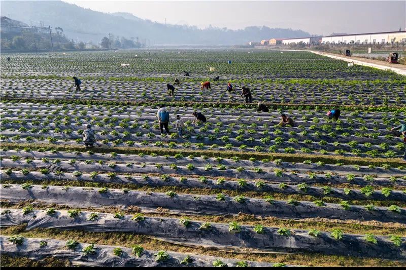 边疆喜事儿送北京丨从鲁甸甘家寨到大理古生村