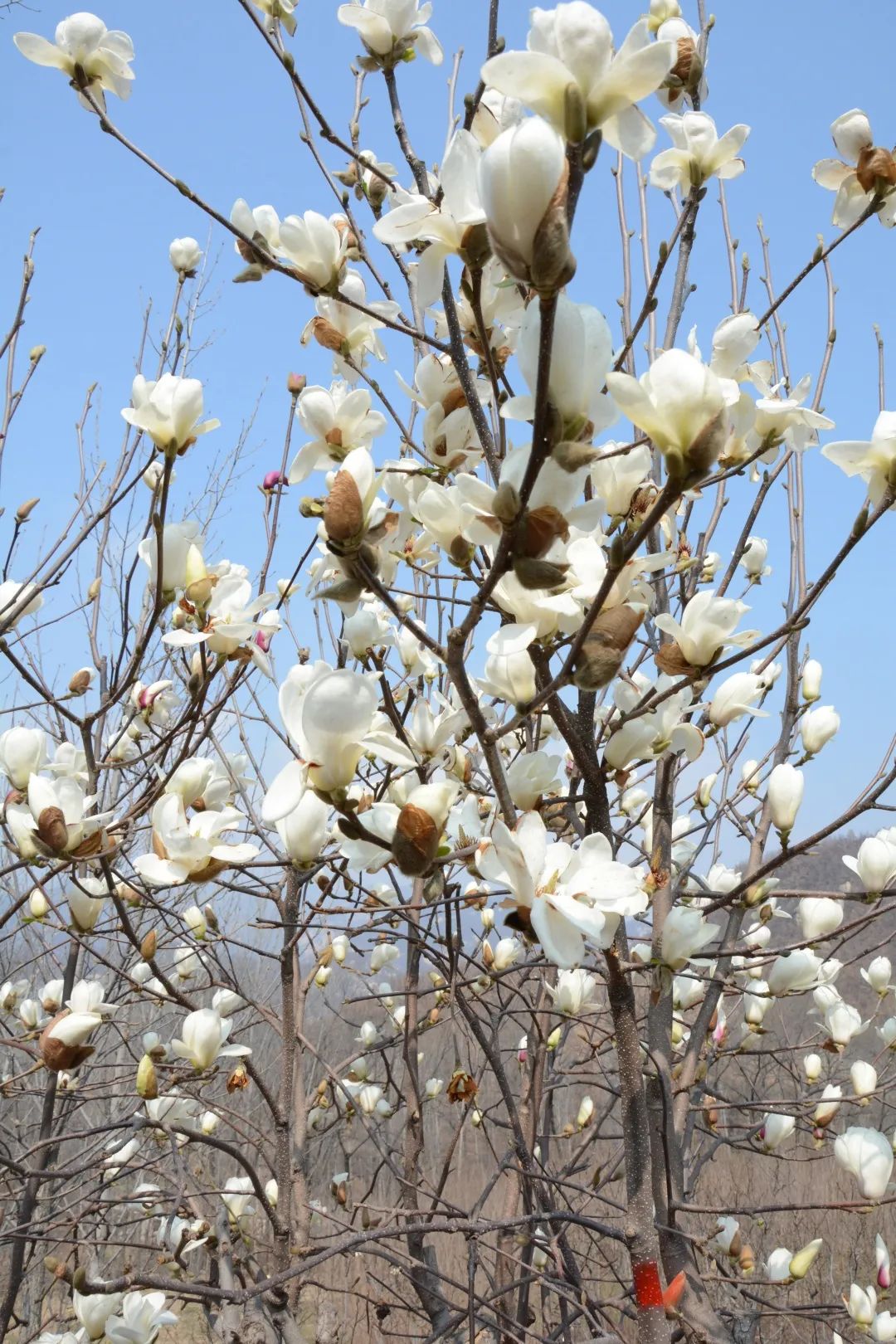 映天 玉翡翠玉玲珑,标志着上海市树市花白玉兰拥有了自主知识