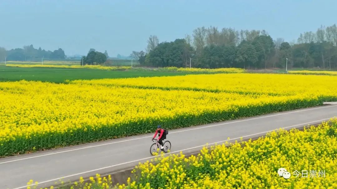 桤木河湿地公园油菜花图片