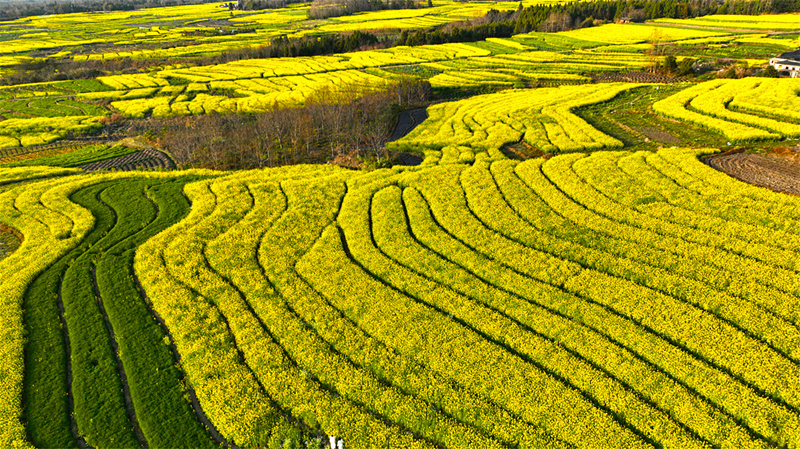 云南腾冲界头镇:镶嵌在花海中的世外桃源_澎湃号·政务_澎湃新闻-the
