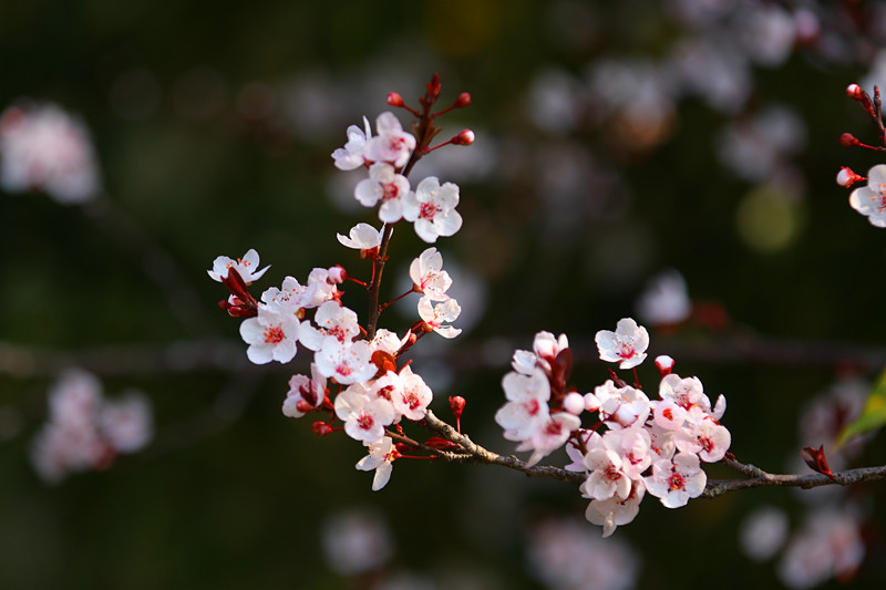 在腾冲,有一种春天,叫紫李花开_澎湃号·政务_澎湃新闻-the paper