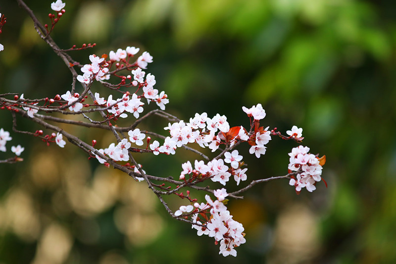 在腾冲,有一种春天,叫紫李花开_澎湃号·政务_澎湃新闻-the paper