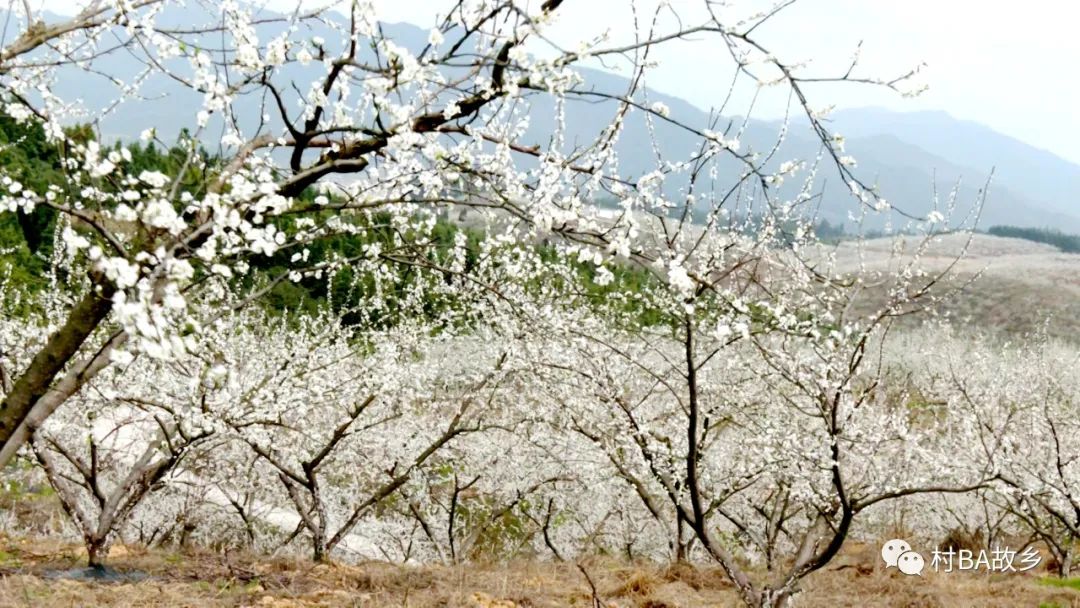 桃花李花竞相开放图片