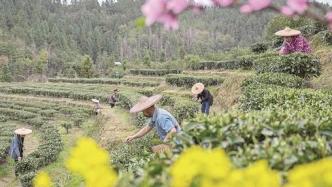 湖南郴州资兴下堡村：春茶开采