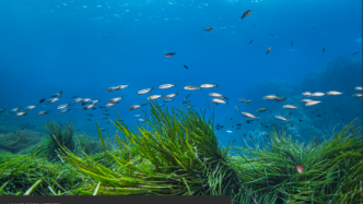 超级生态系统海草通过五种方式促进生物多样性