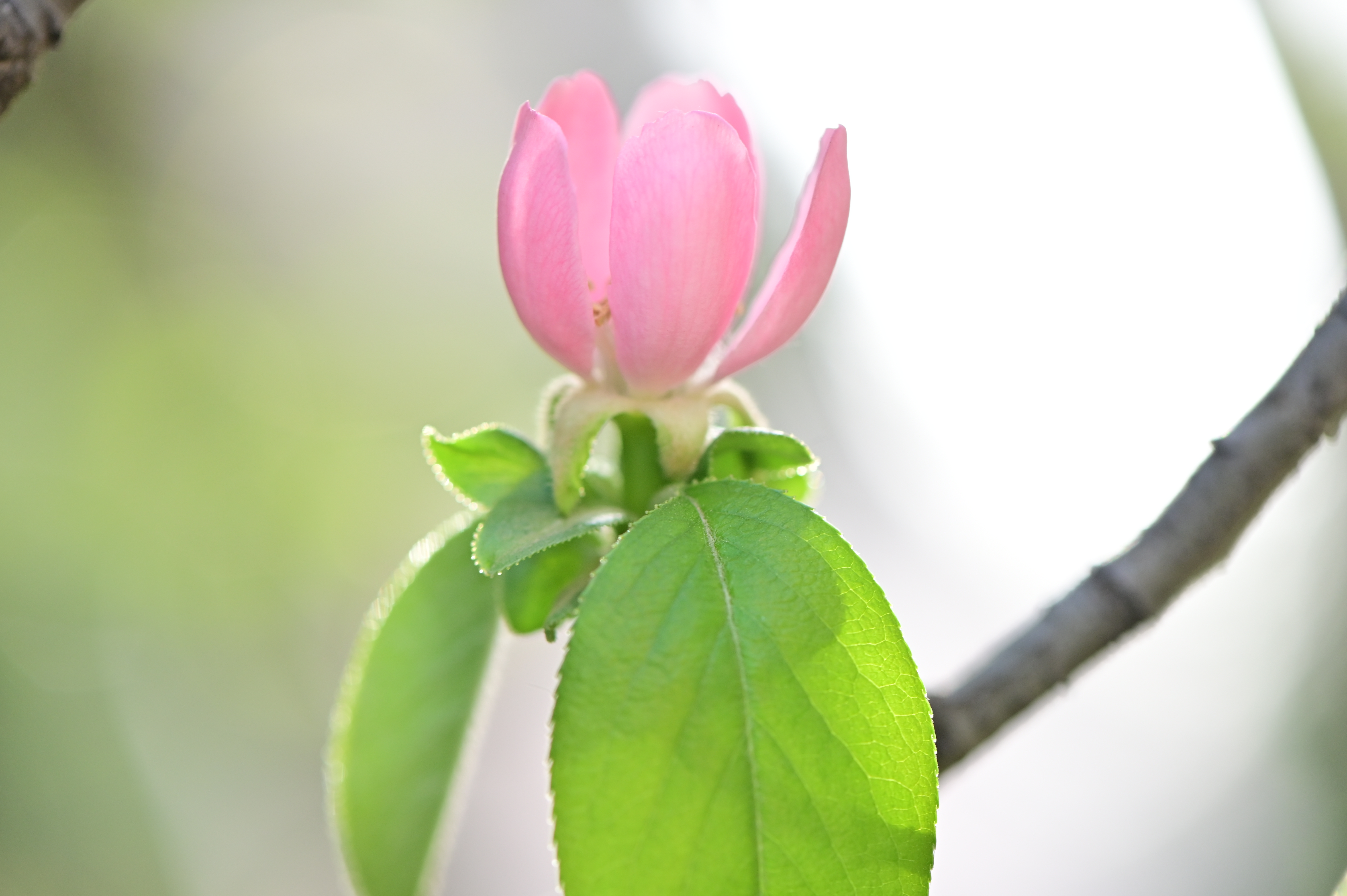 记录‖木瓜花开 投我以木瓜,报之以琼琚