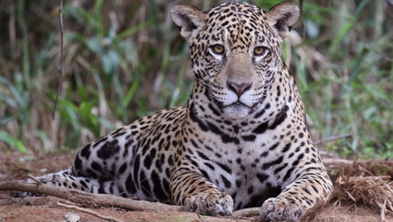 美洲豹分布国家寻求加强保护他们的旗舰物种
