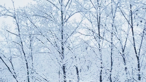 河南鲁山三月飞来“桃花雪”，冬春并存美若仙境