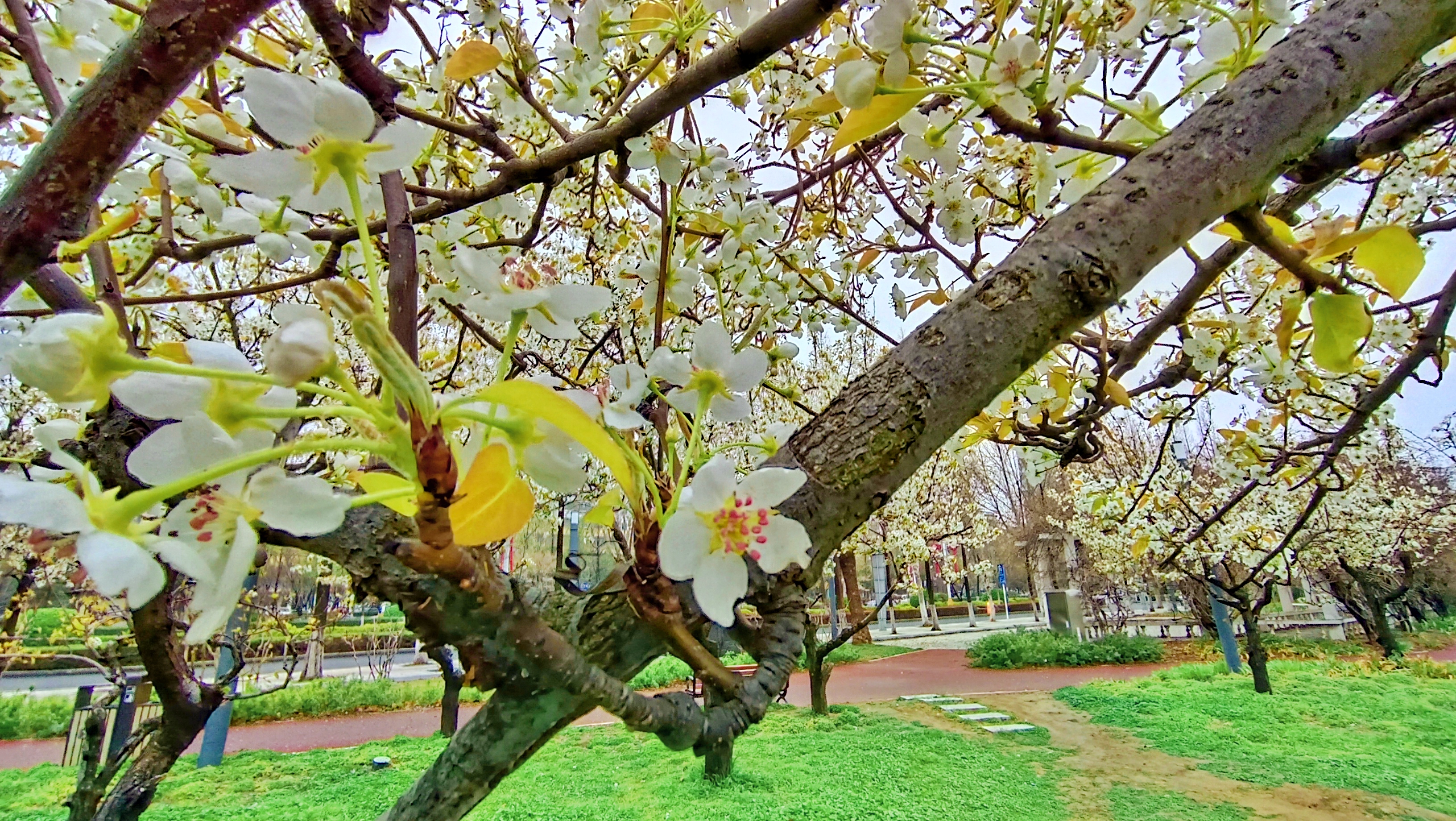 梨树吐春蕊 一树梨花香_澎湃号·媒体_澎湃新闻-the paper