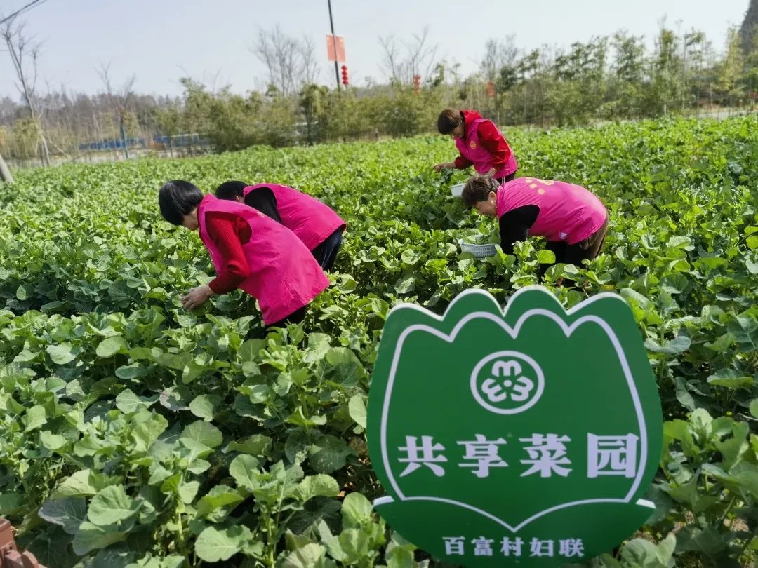 闲置地大变身!大麻这个村的共享菜园"真香"_澎湃号·政务_澎湃新闻-th