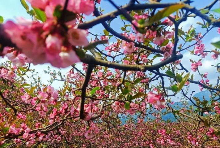 深圳非遗客栈特点简介（深圳非遗传承） 第15张