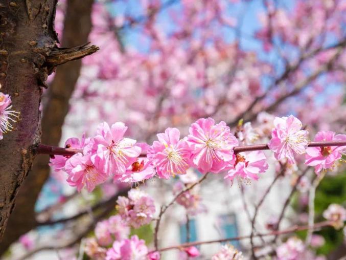 山姜花（山姜花图片大全大图） 第3张