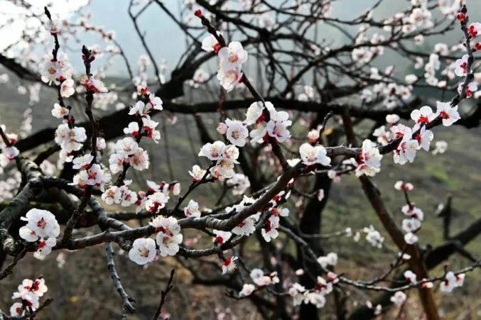 山姜花（山姜花图片大全大图） 第7张