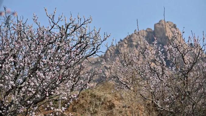 山姜花（山姜花图片大全大图） 第8张