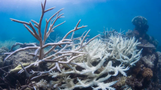 读者点评海湿《珊瑚礁的骚动：珊瑚大量白化后爆发鱼类大战》文