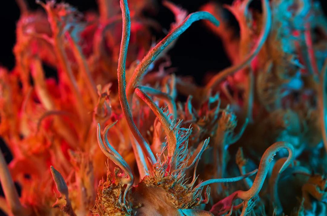 在种植蘑菇计算机的实验室里，科学家用菌丝体实现神经形态电路_澎湃号·湃客_澎湃新闻-The Paper