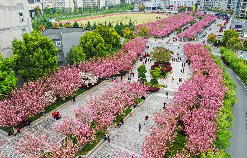 十堰樱花,开了!一眼就心动_澎湃号·政务_澎湃新闻-the paper
