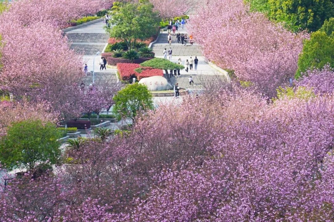 十堰樱花,开了!一眼就心动
