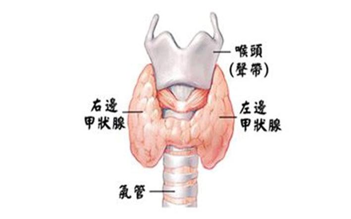 女性甲状腺位置图片