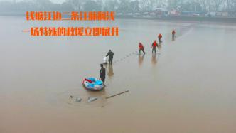 两江豚搁浅钱塘江滩涂，消防员助力回家路
