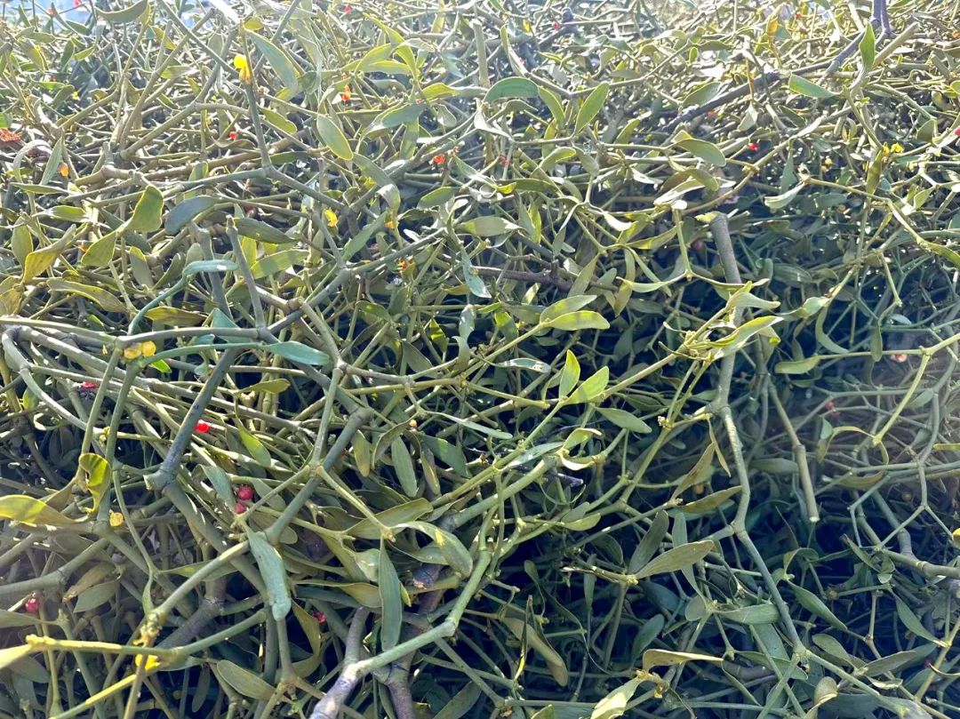 澎湃号·媒体_澎湃新闻-the paper