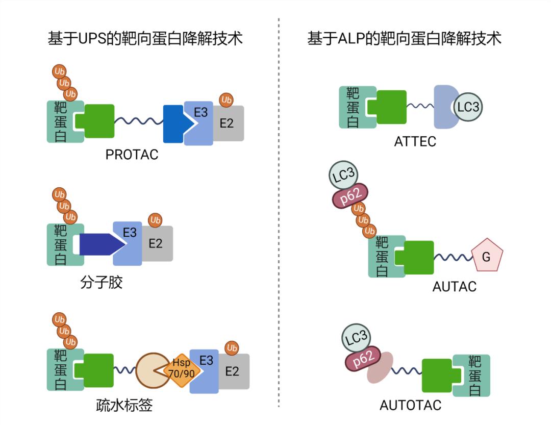 【科学普及】浅谈细胞内蛋白的靶向降解_澎湃号·政务_澎湃新闻-the
