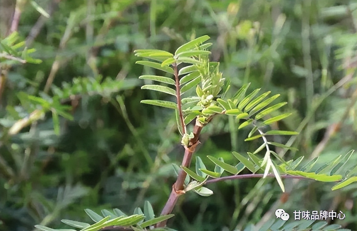 寒山芪药材植株图片图片