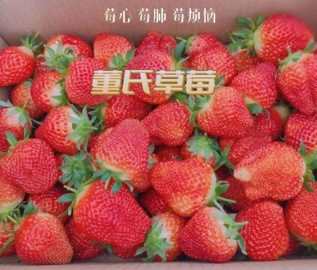 春天游白山之临江篇