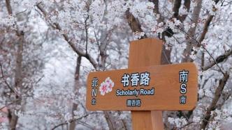 顾村公园“樱花海”已开启，展“随申码”可快速入园→