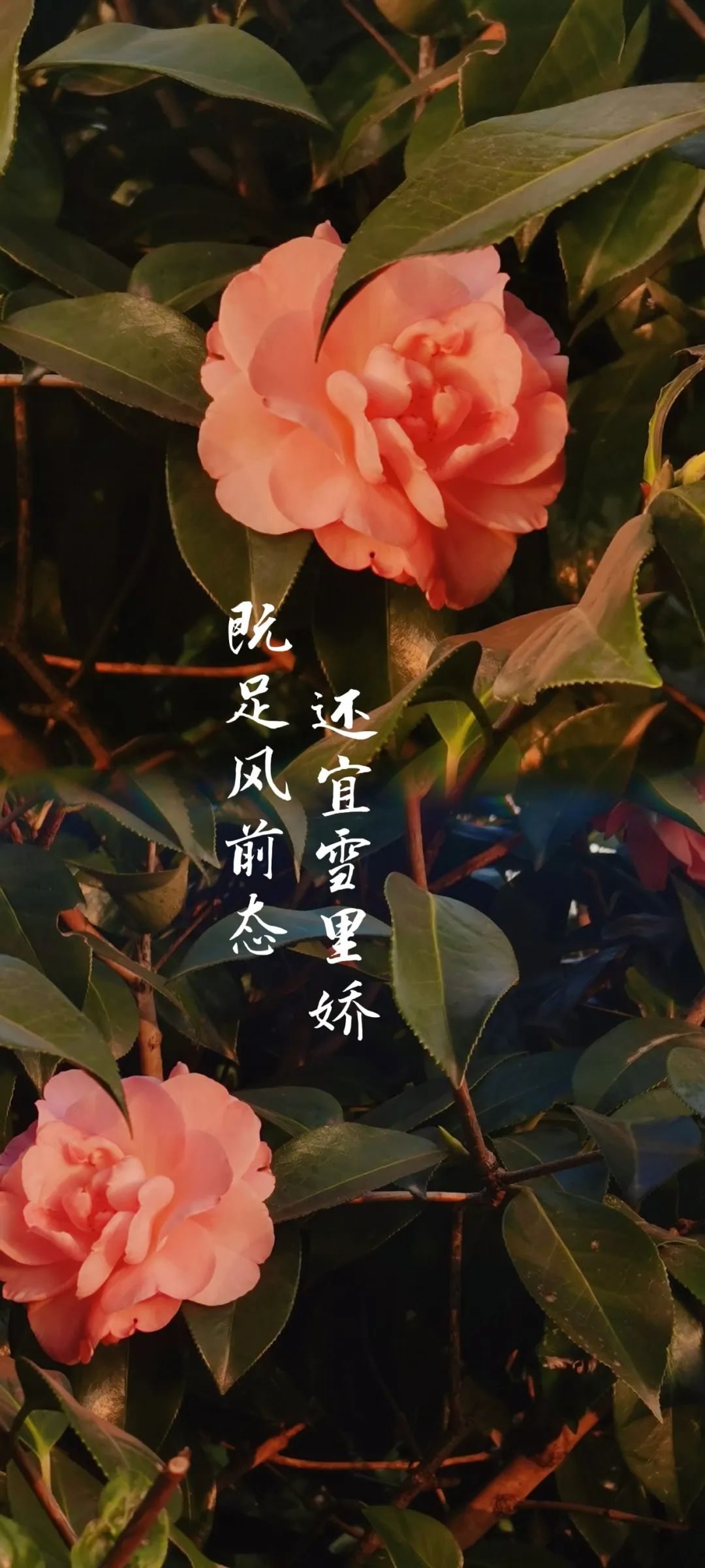 南昌大学的"花样年华"_澎湃号·政务_澎湃新闻-the paper