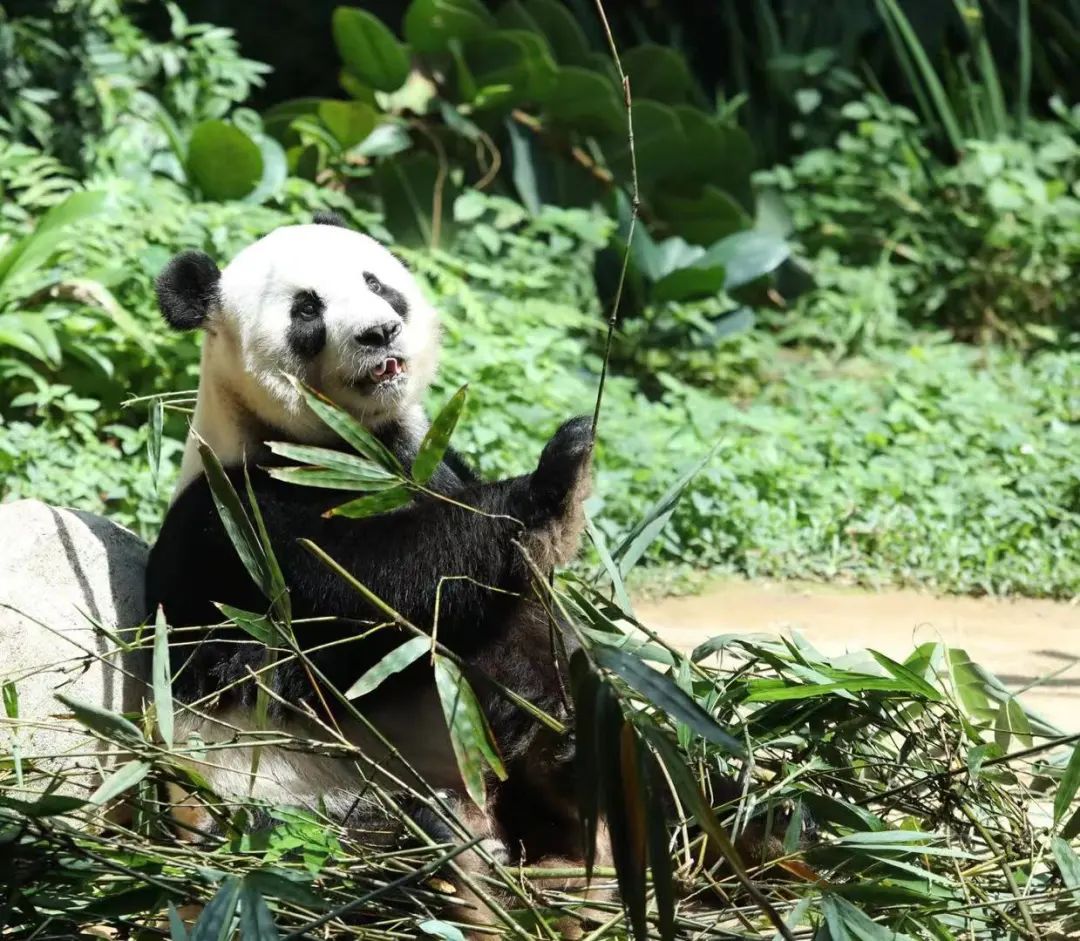 柏林动物园为即将回国的大熊猫双胞胎举办欢送活动_德国_梦想_中国