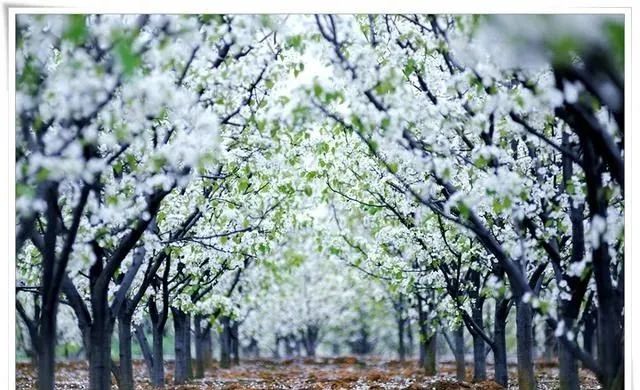 共赴春之约!第二十三届赵州"梨花节"最新旅游攻略