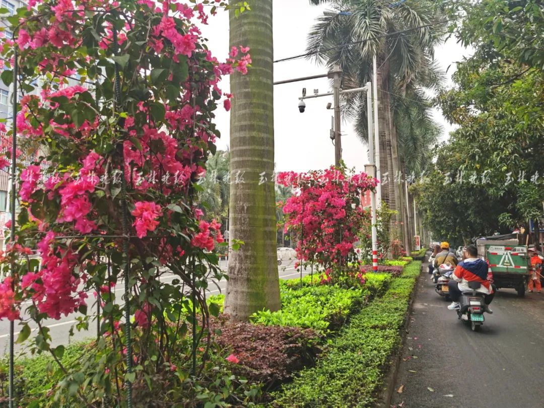 美翻!玉林市市花红了