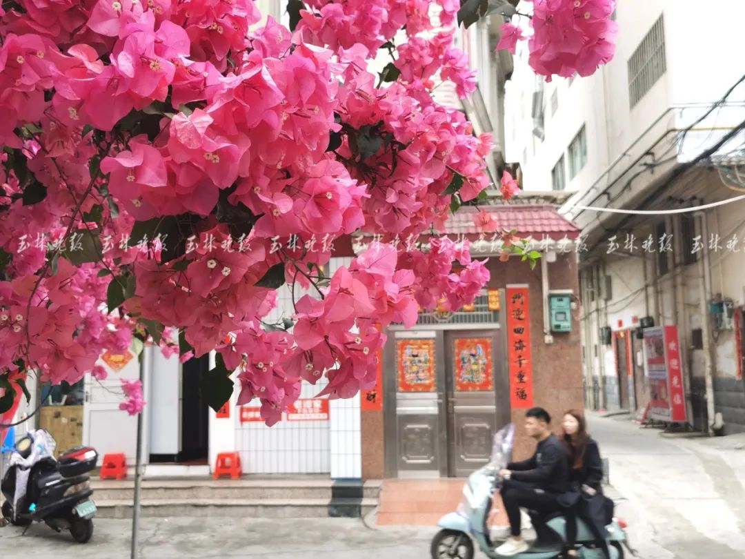 美翻!玉林市市花红了