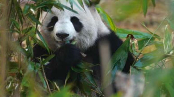 从食铁兽到圆滚滚的黑白萌兽，大熊猫已经走过了800万年
